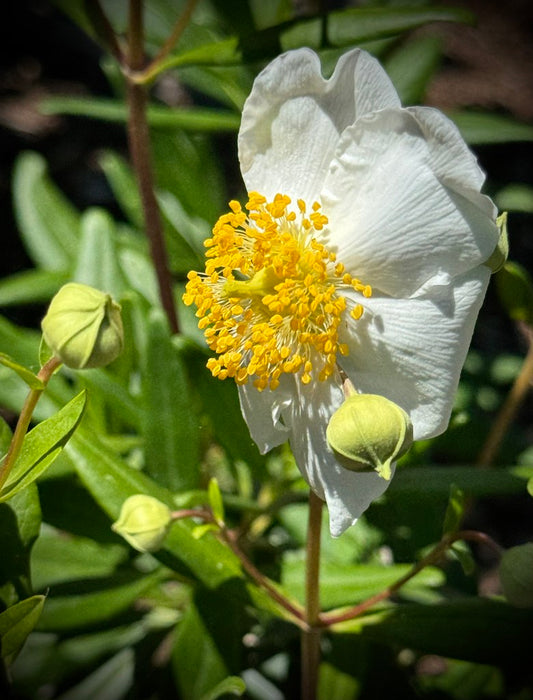 "Bush Or Tree Anenome" by outdoorPDK is licensed under CC BY-NC-SA 2.0. To view a copy of this license, visit https://creativecommons.org/licenses/by-nc-sa/2.0/?ref=openverse.