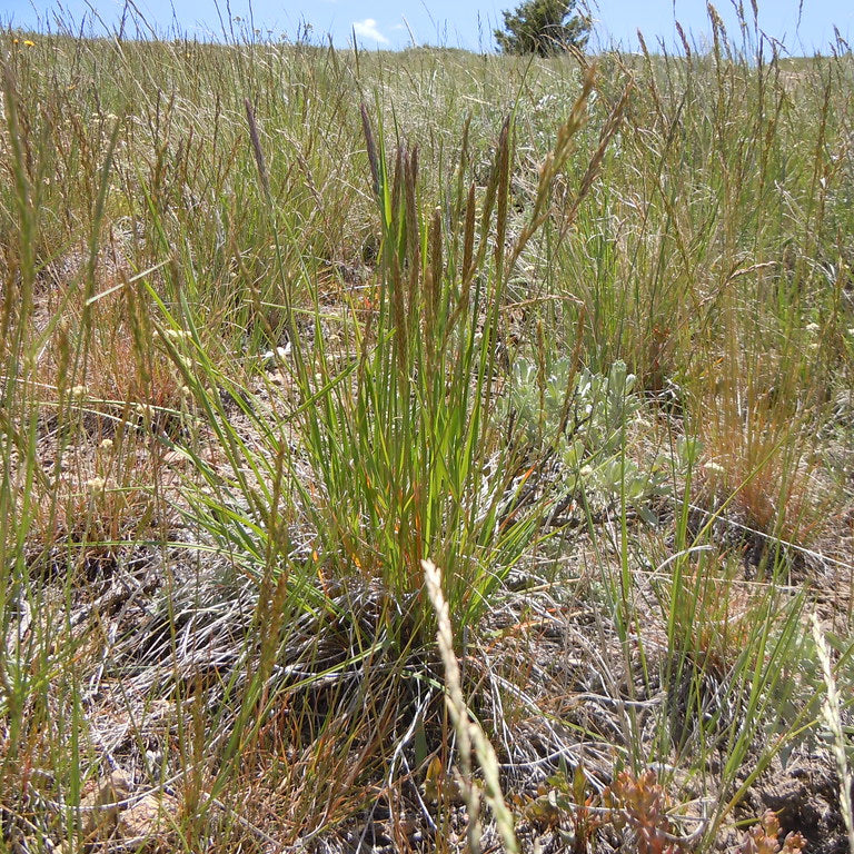 "Koeleria macrantha" by Matt Lavin is licensed under CC BY-SA 2.0.