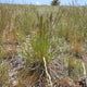 "Koeleria macrantha" by Matt Lavin is licensed under CC BY-SA 2.0.