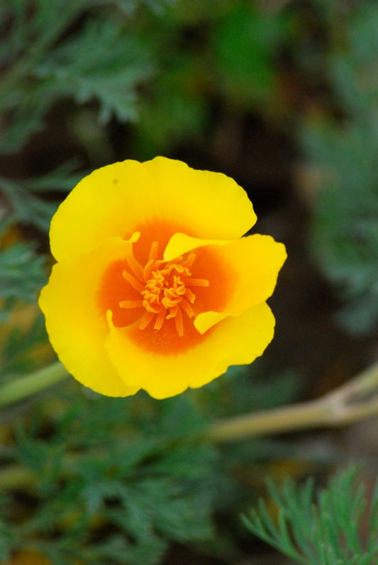 "Seaside California Poppy - 4" by Laura Grace is licensed under CC BY-NC-ND 2.0. To view a copy of this license, visit https://creativecommons.org/licenses/by-nc-nd/2.0/?ref=openverse.
