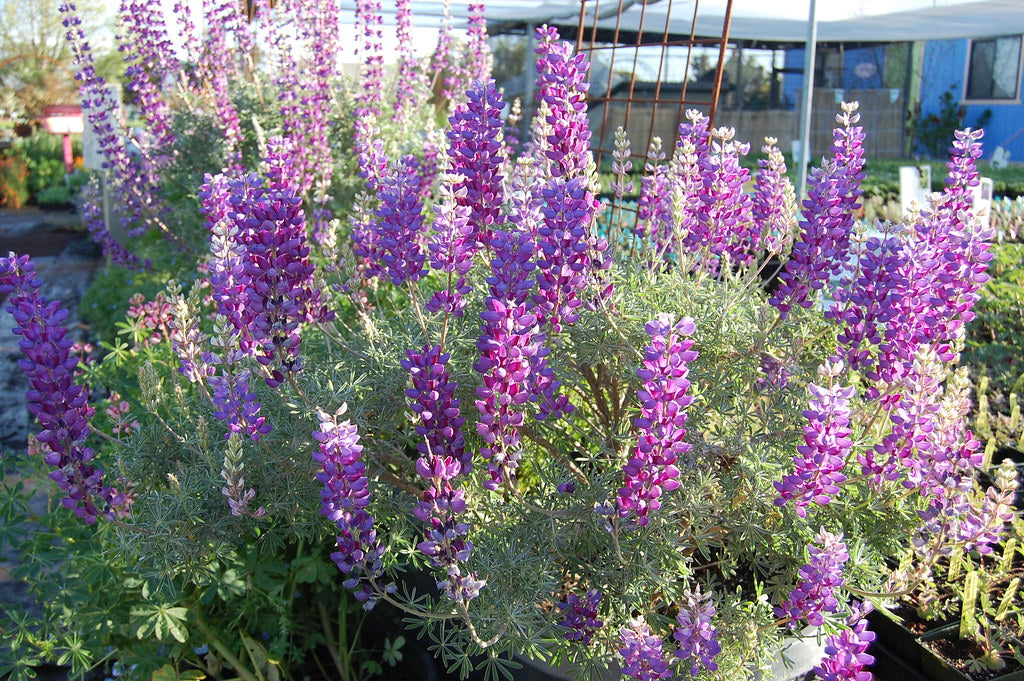 "Lupinus albifrons 'Silver Bush Lupine'" by FarOutFlora is licensed under CC BY 2.0.