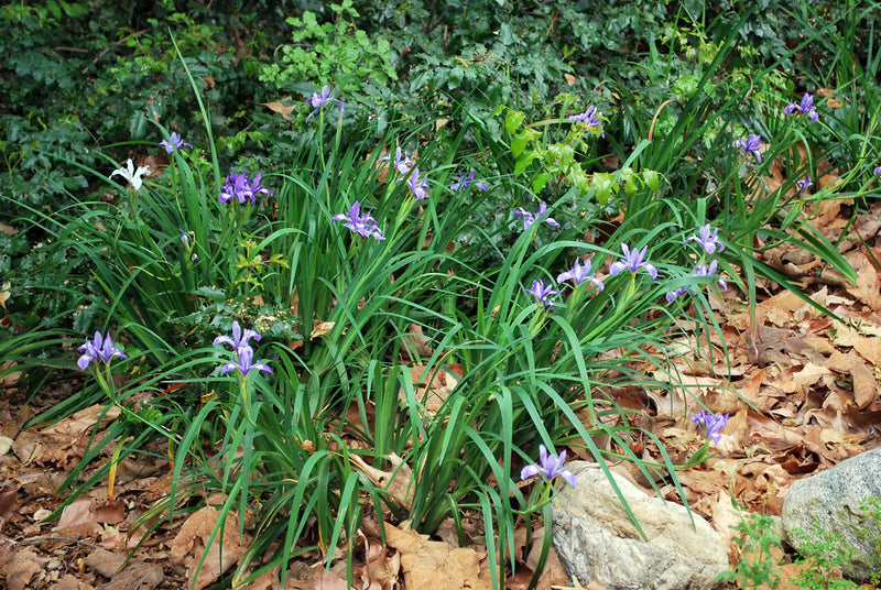 "Iris douglasiana" by briweldon is licensed under CC BY 2.0. To view a copy of this license, visit https://creativecommons.org/licenses/by/2.0/?ref=openverse.
