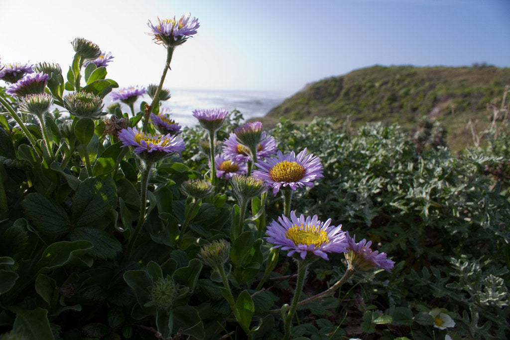 "Seaside Daisy Erigeron glaucus (Asteraceae)" by brian.gratwicke is licensed under CC BY 2.0. To view a copy of this license, visit https://creativecommons.org/licenses/by/2.0/?ref=openverse.
