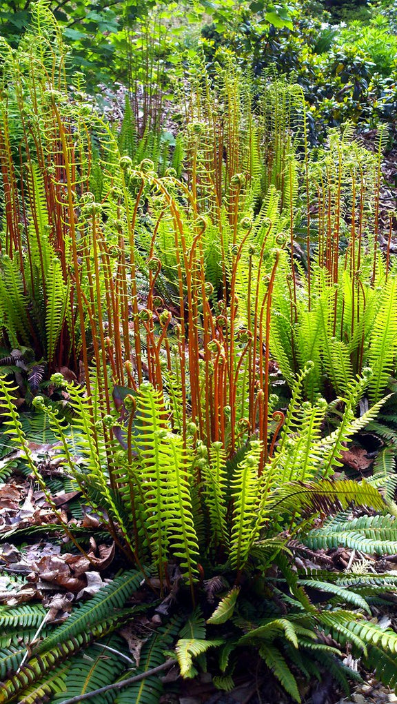 "Blechnum spicant" by edgeplot is licensed under CC BY-NC-SA 2.0. To view a copy of this license, visit https://creativecommons.org/licenses/by-nc-sa/2.0/?ref=openverse.
