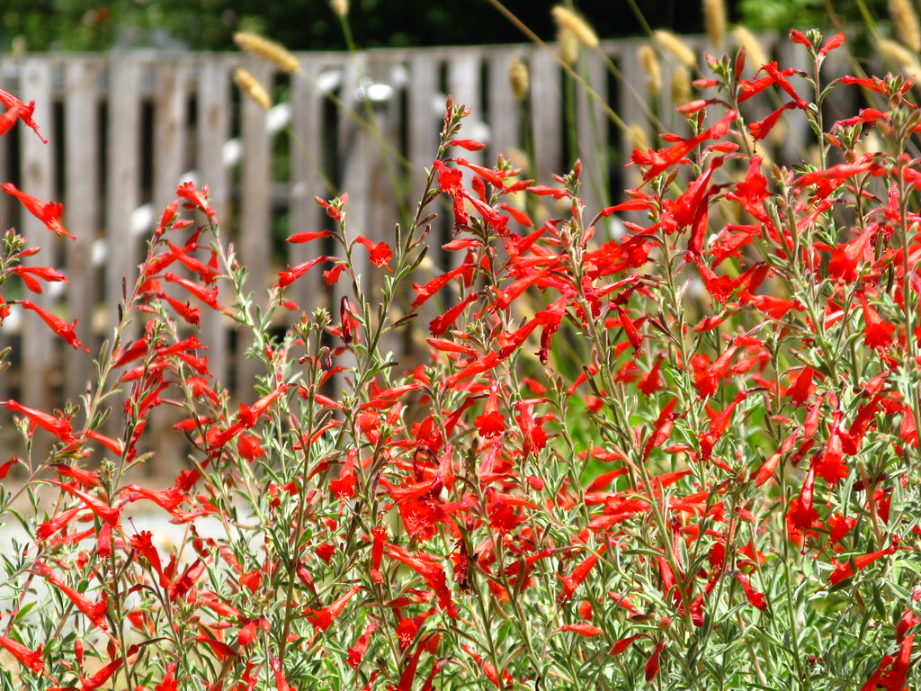 "Epilobium canum" by chuck b. is licensed under CC BY 2.0. To view a copy of this license, visit https://creativecommons.org/licenses/by/2.0/?ref=openverse.
