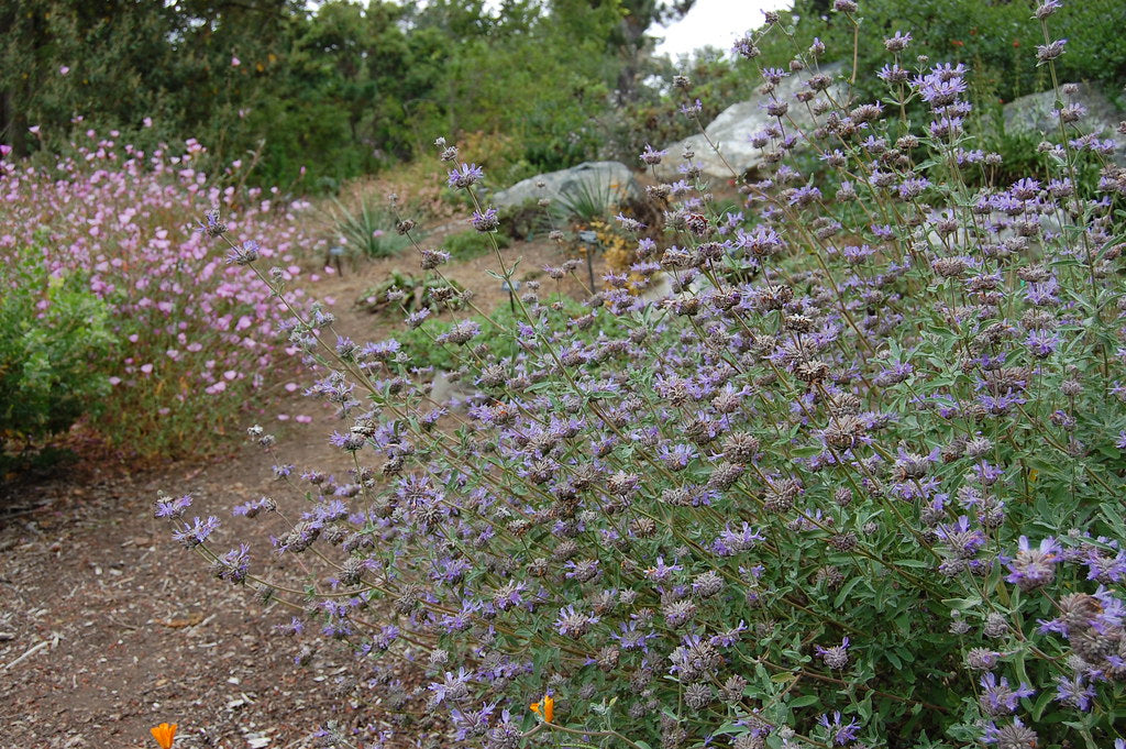 "Salvia leucophylla x clevelandii 'Pozo Blue'" by FarOutFlora is licensed under CC BY-NC-ND 2.0. To view a copy of this license, visit https://creativecommons.org/licenses/by-nc-nd/2.0/?ref=openverse.
