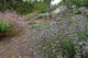 "Salvia leucophylla x clevelandii 'Pozo Blue'" by FarOutFlora is licensed under CC BY-NC-ND 2.0. To view a copy of this license, visit https://creativecommons.org/licenses/by-nc-nd/2.0/?ref=openverse.
