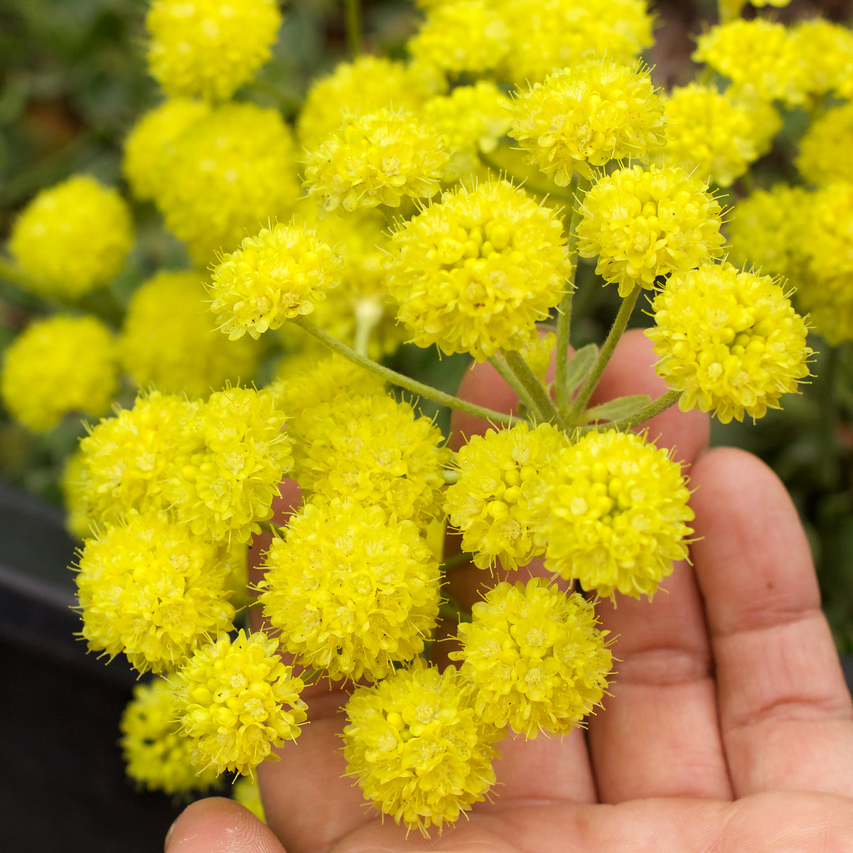 Eriogonum umbellatum aureum 'Kannah Creek'