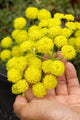 Eriogonum umbellatum aureum 'Kannah Creek'