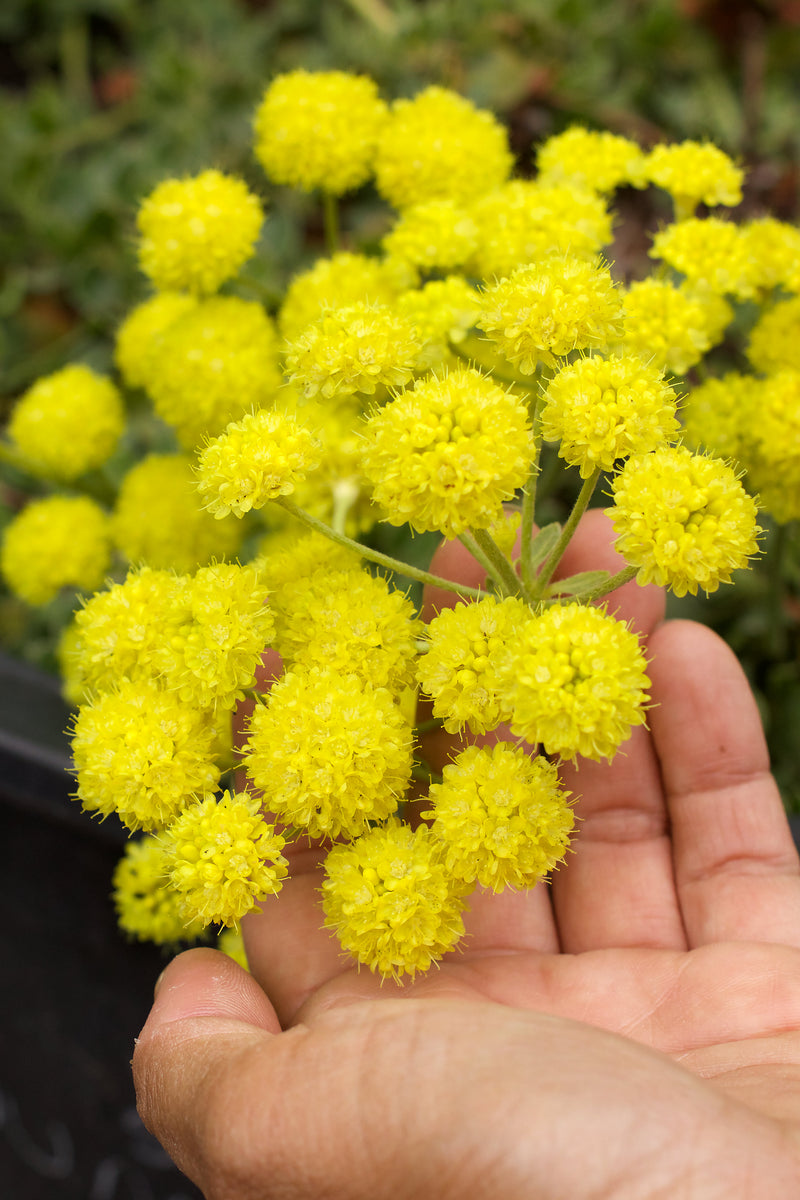 Eriogonum umbellatum aureum 'Kannah Creek'
