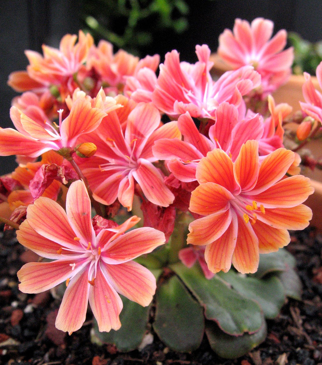 Lewisia cotyledon 'Sunset Strain'