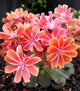 Lewisia cotyledon 'Sunset Strain'