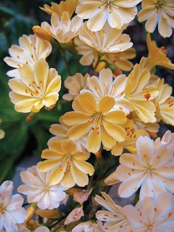 Lewisia longipetala 'Little Peach'
