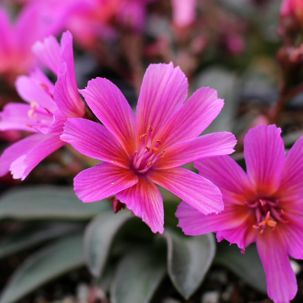 Lewisia longipetala 'Little Raspberry'