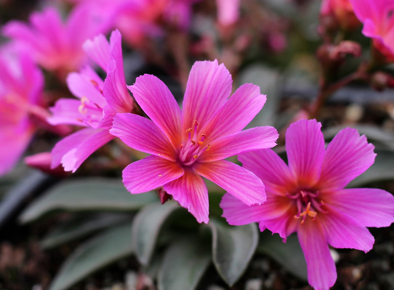 Lewisia longipetala 'Little Raspberry'
