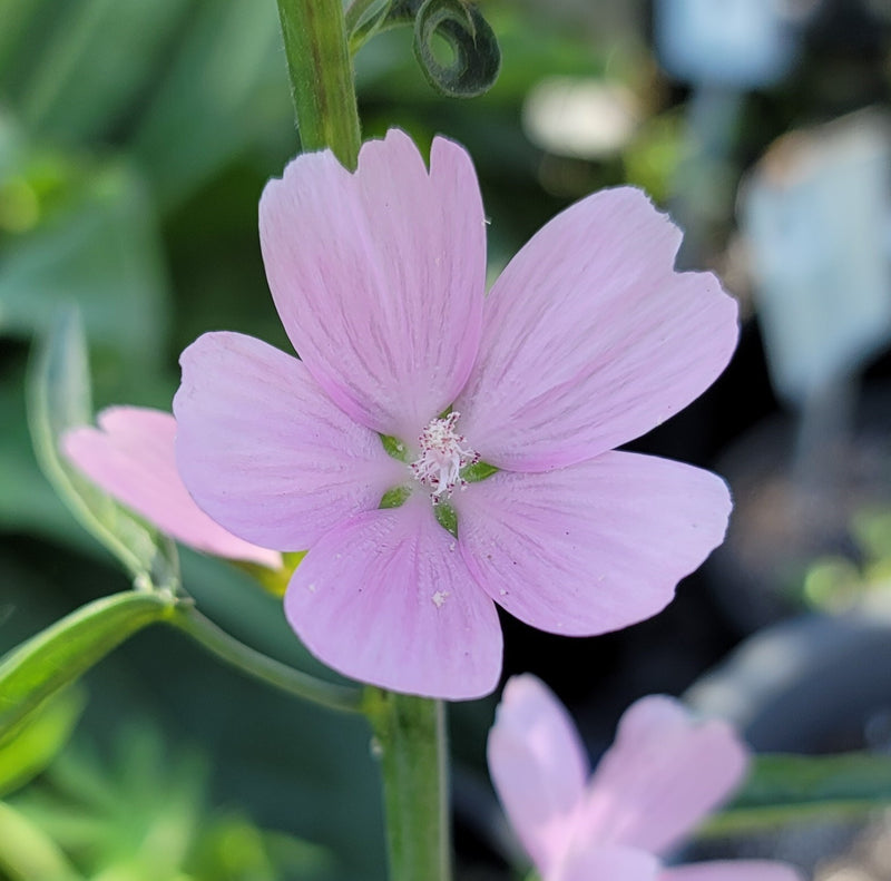 Sidalcea malviflora 'Rosaly'