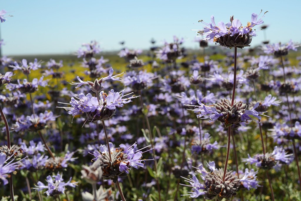 "Cleveland sage (Salvia clevelandii)" by USFWS Pacific Southwest Region is licensed under CC BY 2.0. To view a copy of this license, visit https://creativecommons.org/licenses/by/2.0/?ref=openverse.
