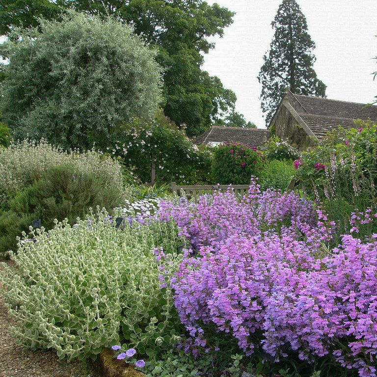 Foothill Penstemon 'Catherine de la Mare"
