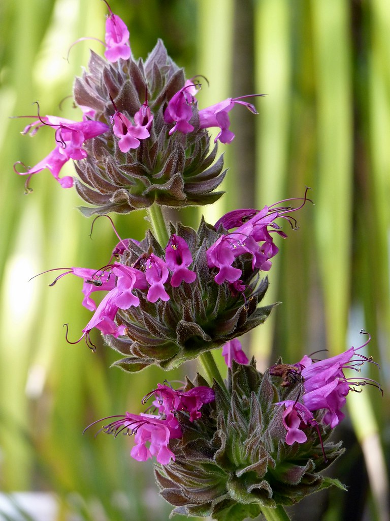 "Salvia spathacea" by Mathesont is licensed under CC BY-NC 2.0. To view a copy of this license, visit https://creativecommons.org/licenses/by-nc/2.0/?ref=openverse.