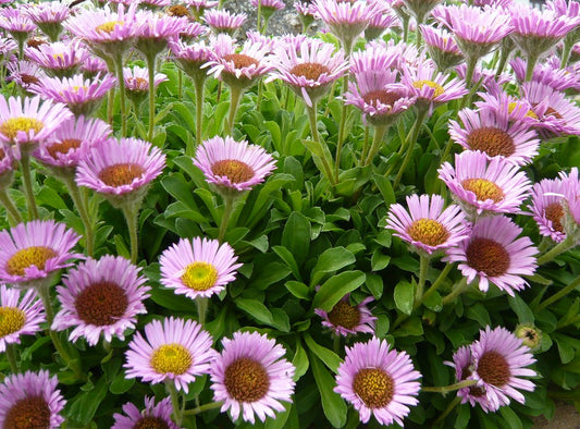 "St Just Truro Erigeron glaucus" by brianpettinger is licensed under CC BY-NC-SA 2.0. To view a copy of this license, visit https://creativecommons.org/licenses/by-nc-sa/2.0/?ref=openverse.

