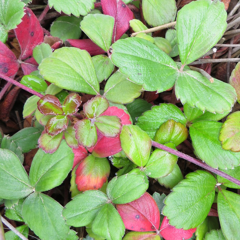 "thumbnail-Fragaria chiloensis - beach strawberry" by CountryMouse13 is licensed under CC BY-NC-ND 2.0. To view a copy of this license, visit https://creativecommons.org/licenses/by-nc-nd/2.0/?ref=openverse.