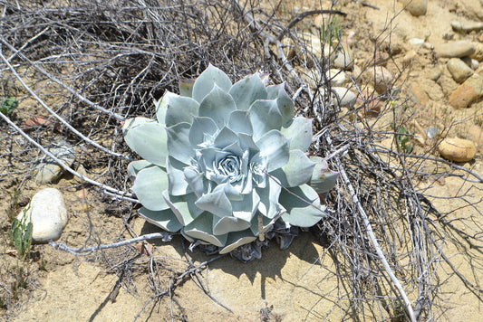 "Dudleya pulverulenta, Coal Canyon, Orange County" by theforestprimeval is licensed under CC BY-SA 2.0. To view a copy of this license, visit https://creativecommons.org/licenses/by-sa/2.0/?ref=openverse.
