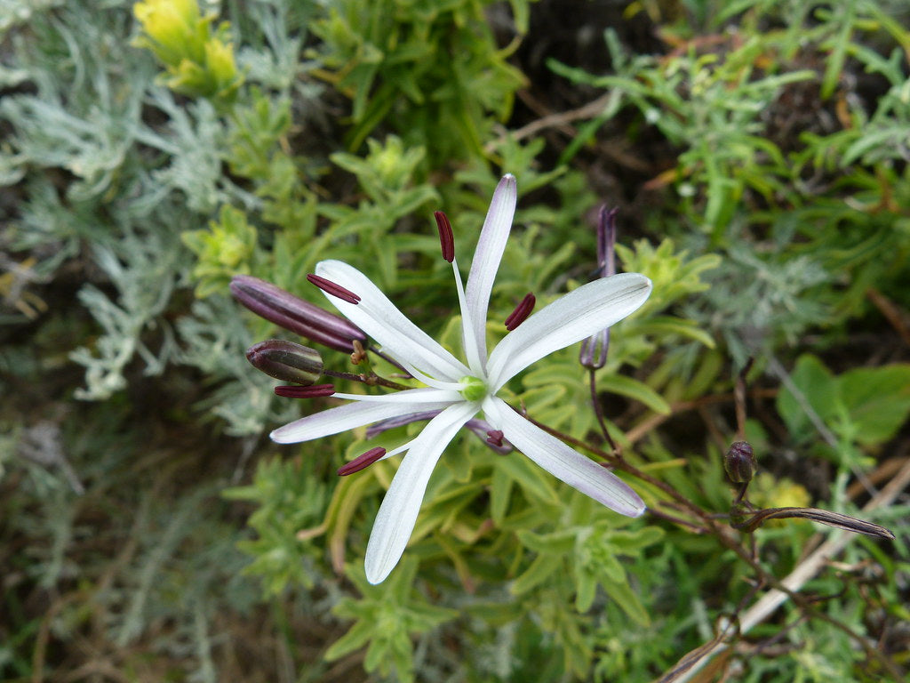 "Wavy-Leaf Soap Plant (Chlorogalum pomeridianum)" by StephanieFalzone is licensed under CC BY 2.0.