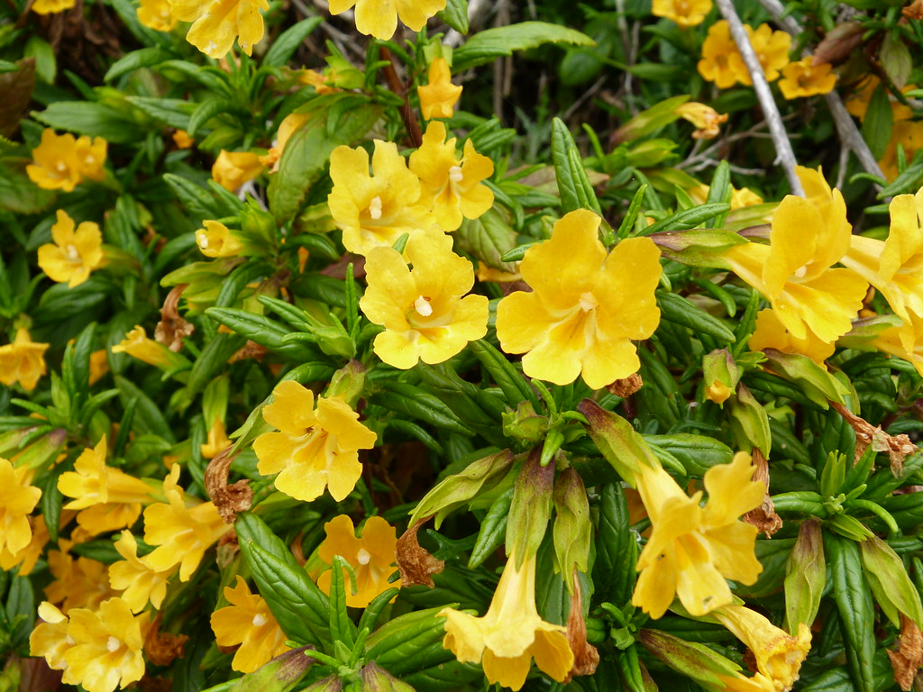 "Sticky Monkeyflower (Mimulus aurantiacus)" by StephanieFalzone is licensed under CC BY 2.0. To view a copy of this license, visit https://creativecommons.org/licenses/by/2.0/?ref=openverse.
