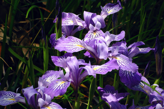 "G20080424-0471--Iris douglasiana--RPBG-1" by John Rusk is licensed under CC BY 2.0. To view a copy of this license, visit https://creativecommons.org/licenses/by/2.0/?ref=openverse.
