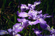 "G20080424-0471--Iris douglasiana--RPBG-1" by John Rusk is licensed under CC BY 2.0. To view a copy of this license, visit https://creativecommons.org/licenses/by/2.0/?ref=openverse.
