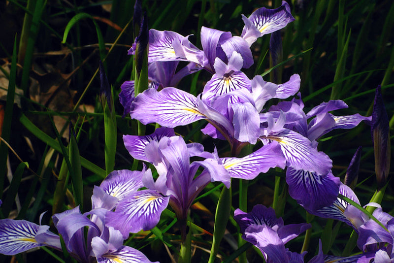 "G20080424-0471--Iris douglasiana--RPBG-1" by John Rusk is licensed under CC BY 2.0. To view a copy of this license, visit https://creativecommons.org/licenses/by/2.0/?ref=openverse.
