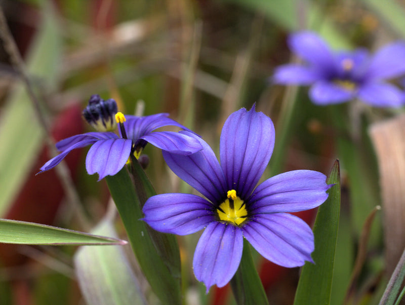 "P20130507-0108—Sisyrinchium bellum—Point Reyes" by John Rusk is licensed under CC BY 2.0. To view a copy of this license, visit https://creativecommons.org/licenses/by/2.0/?ref=openverse.