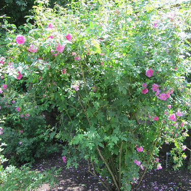 "Rosa californica 'Plena'" by wallygrom is licensed under CC BY-SA 2.0.