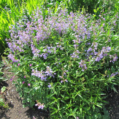 penstemon 'Catherine de la Mare" by 
Leonora Enking CC BY-SA 2.0