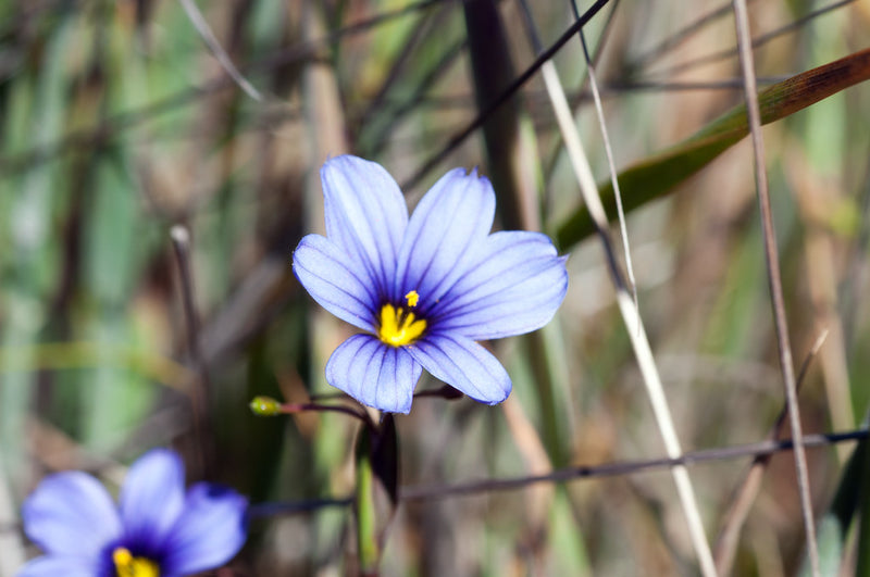 "blue eyed grass Sisyrinchium bellum" by Paul and Jill is licensed under CC BY 2.0. To view a copy of this license, visit https://creativecommons.org/licenses/by/2.0/?ref=openverse.