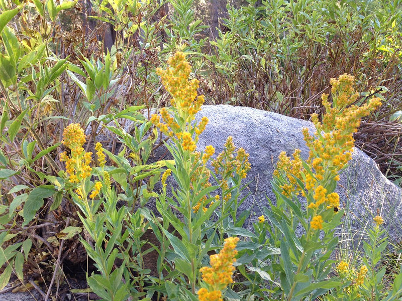 "California goldenrod" by cathy_baird is licensed under CC BY 2.0. To view a copy of this license, visit https://creativecommons.org/licenses/by/2.0/?ref=openverse.
