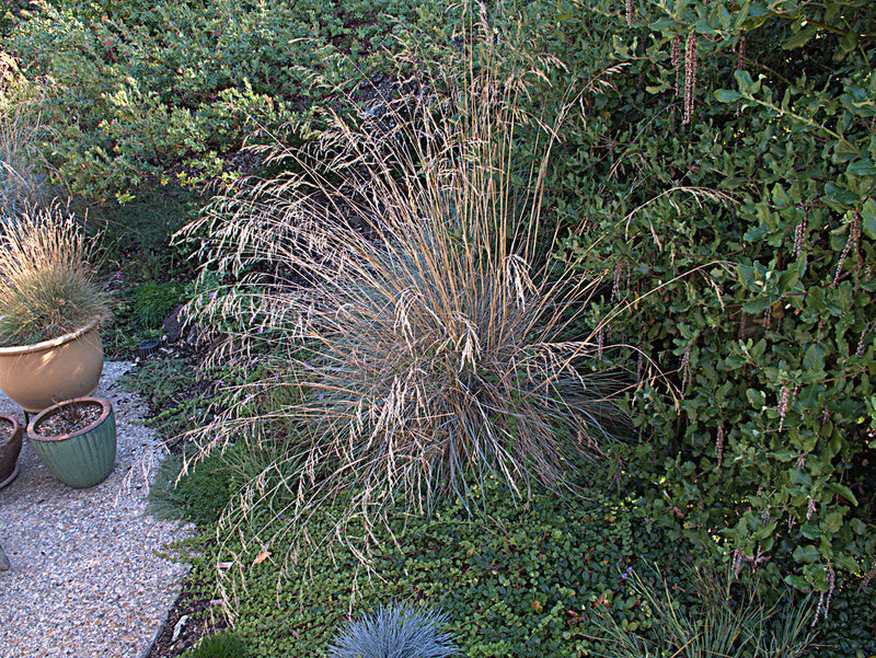 "H20130909-9786—Festuca californica 'Phil's Silver''—Katherine Greenberg" by John Rusk is licensed under CC BY 2.0. To view a copy of this license, visit https://creativecommons.org/licenses/by/2.0/?ref=openverse.
