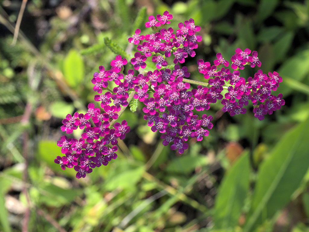 "P20120721-0086--Achillea millefolium 'Island Pink'--RPBG" by John Rusk CC BY 2.0