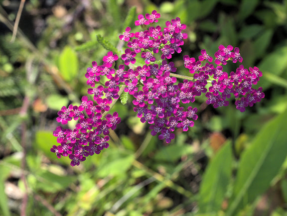 "P20120721-0086--Achillea millefolium 'Island Pink'--RPBG" by John Rusk CC BY 2.0