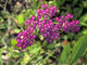 "P20120721-0086--Achillea millefolium 'Island Pink'--RPBG" by John Rusk CC BY 2.0