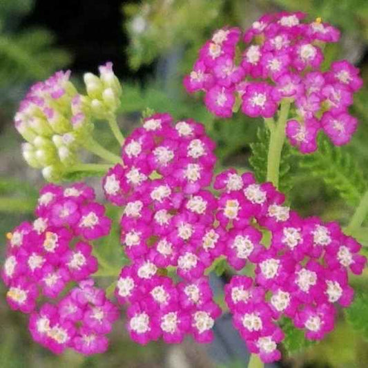 Yarrow 'Island Pink'