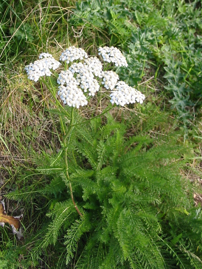 "Achillea millefolium 20041012 2574" is licensed under CC BY-SA 3.0. To view a copy of this license, visit https://creativecommons.org/licenses/by-sa/3.0/?ref=openverse.
