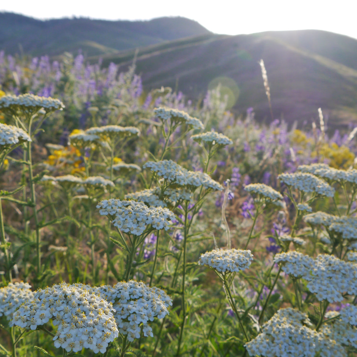 "Achillea millefolium 4" by Thayne Tuason is licensed under CC BY-SA 4.0. To view a copy of this license, visit https://creativecommons.org/licenses/by-sa/4.0/?ref=openverse.

