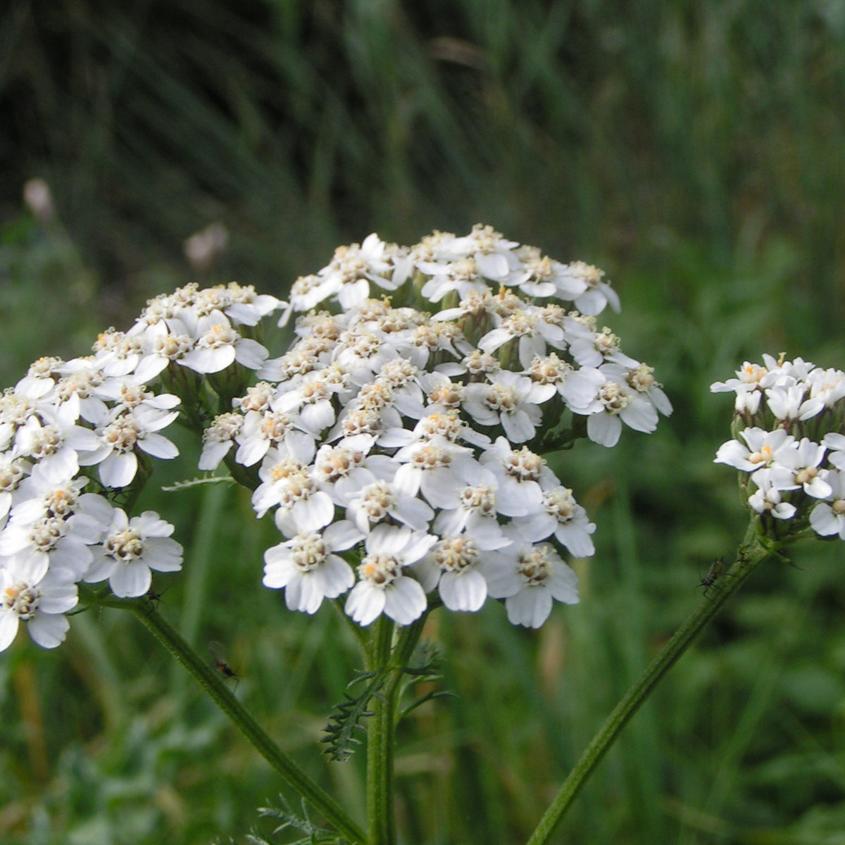 "Achillea millefolium bloem" by Pethan is licensed under CC BY-SA 3.0. To view a copy of this license, visit https://creativecommons.org/licenses/by-sa/3.0/?ref=openverse.