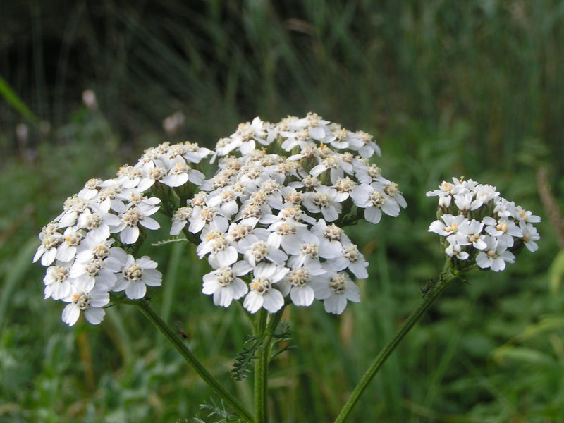 "Achillea millefolium bloem" by Pethan is licensed under CC BY-SA 3.0. To view a copy of this license, visit https://creativecommons.org/licenses/by-sa/3.0/?ref=openverse.
