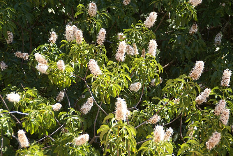 "Flowers on a Tree" David Baron CC BY-SA 2.0
