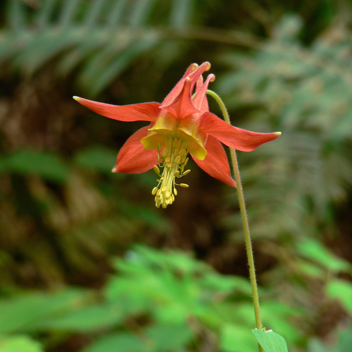 "Aquilegia formosa 14962" by Walter Siegmund is licensed under CC BY 2.5. To view a copy of this license, visit https://creativecommons.org/licenses/by/2.5/?ref=openverse.