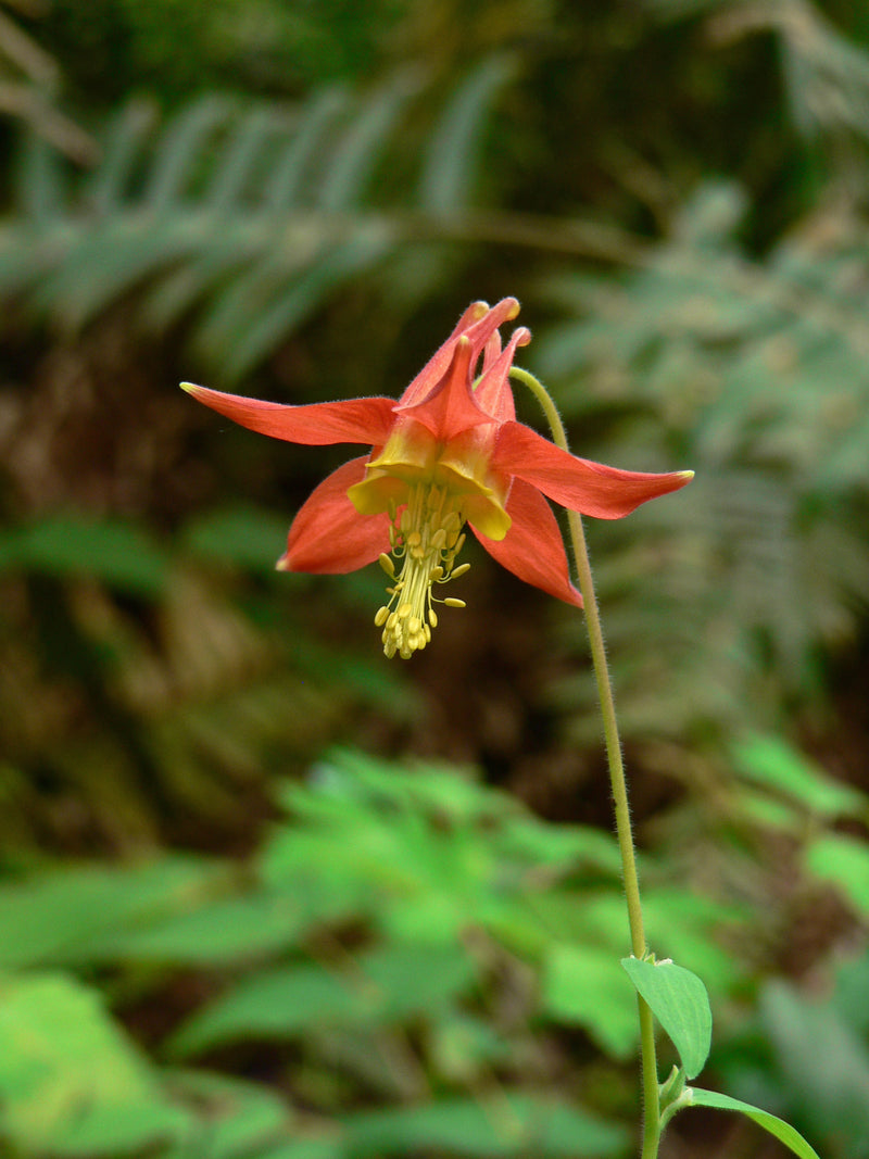 "Aquilegia formosa 14962" by Walter Siegmund is licensed under CC BY 2.5. To view a copy of this license, visit https://creativecommons.org/licenses/by/2.5/?ref=openverse.
