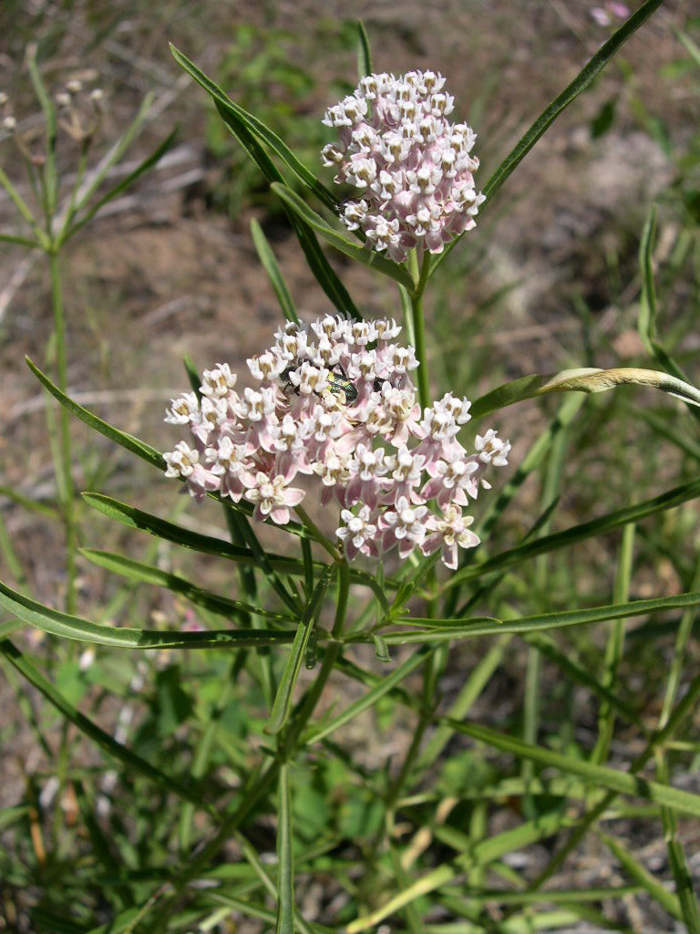 "Asclepias fascicularis-7-08-04" by Thayne Tuason is licensed under CC BY-SA 4.0. To view a copy of this license, visit https://creativecommons.org/licenses/by-sa/4.0/?ref=openverse.
