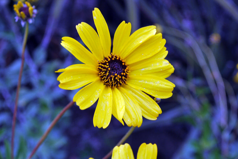 "Encelia californica" by briweldon is licensed under CC BY 2.0.